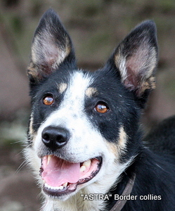 JURA, Tricolour smooth coated border collie